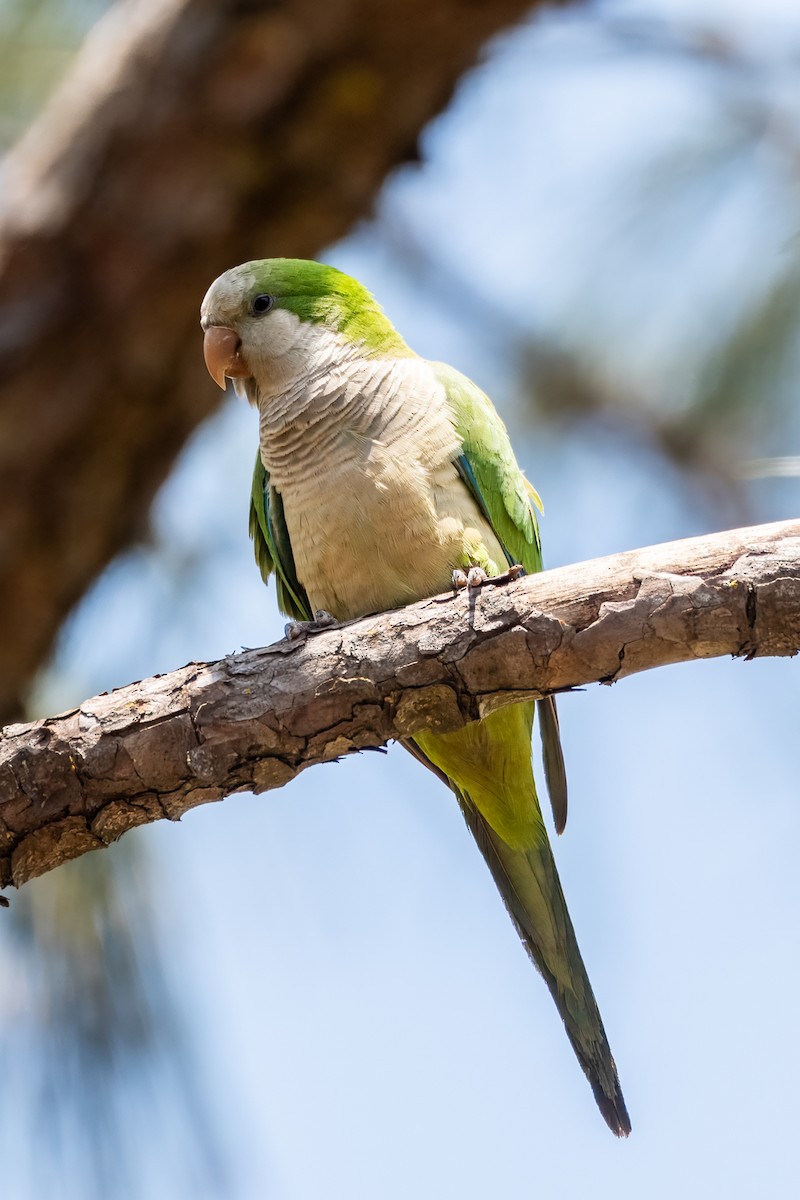 mníšek šedý - ML643548260