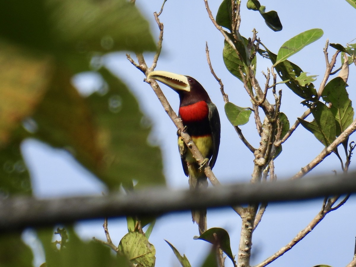 Ivory-billed Aracari - ML643548263