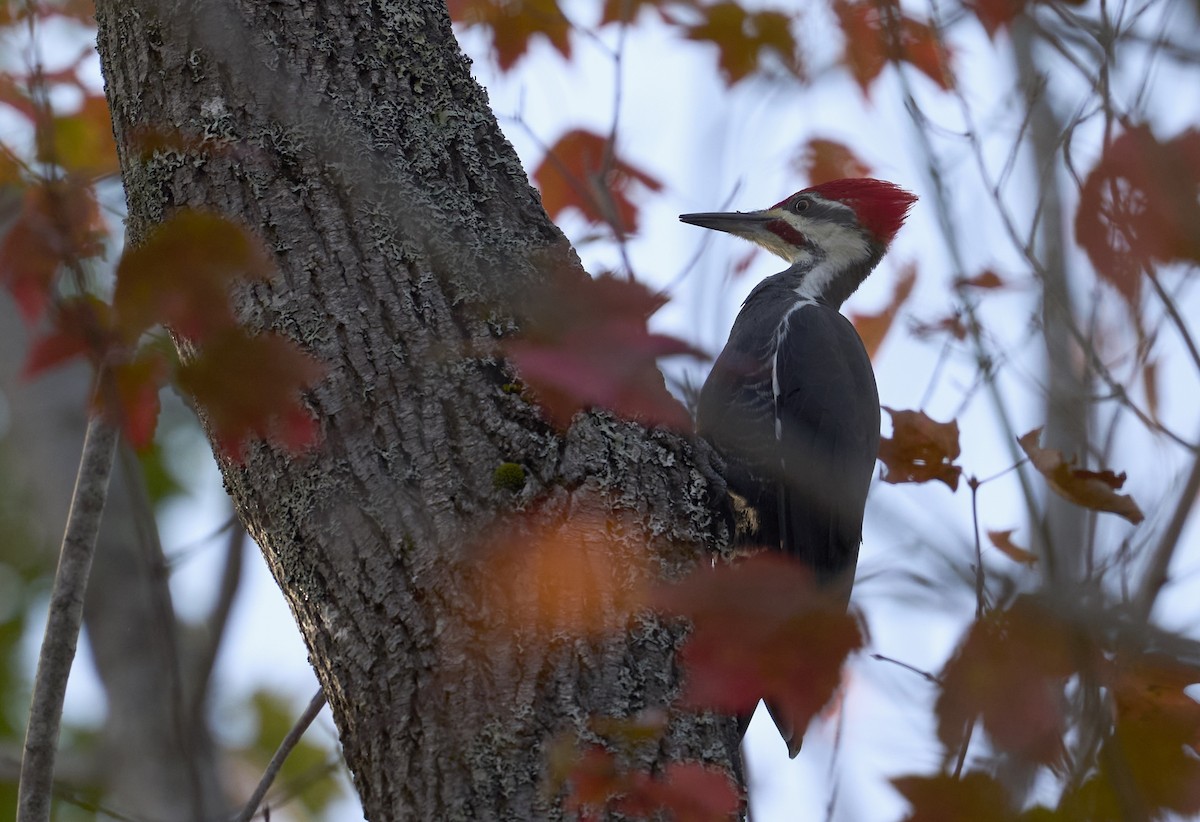 Pileated Woodpecker - ML643548277