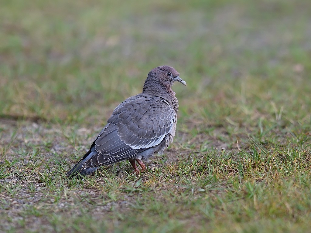 Picazuro Pigeon - ML643548290