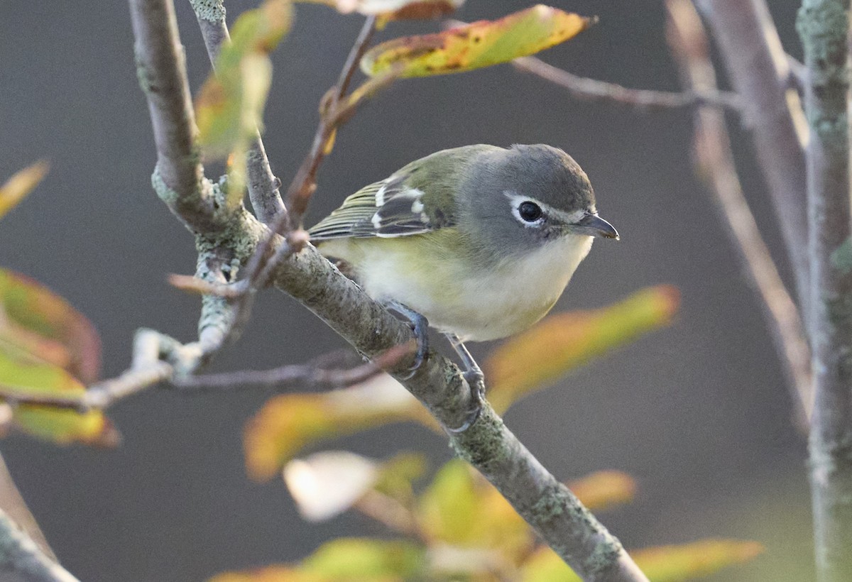 Blue-headed Vireo - ML643548291