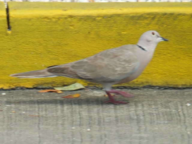 灰斑鳩 - ML643548309