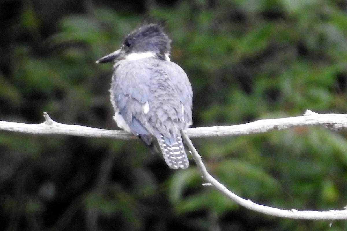 Belted Kingfisher - ML64354831