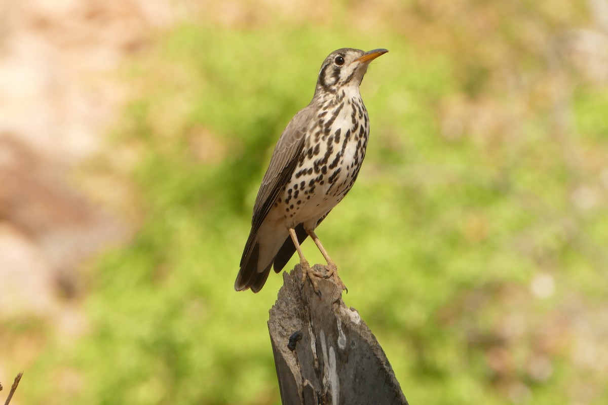 Groundscraper Thrush - ML643548315