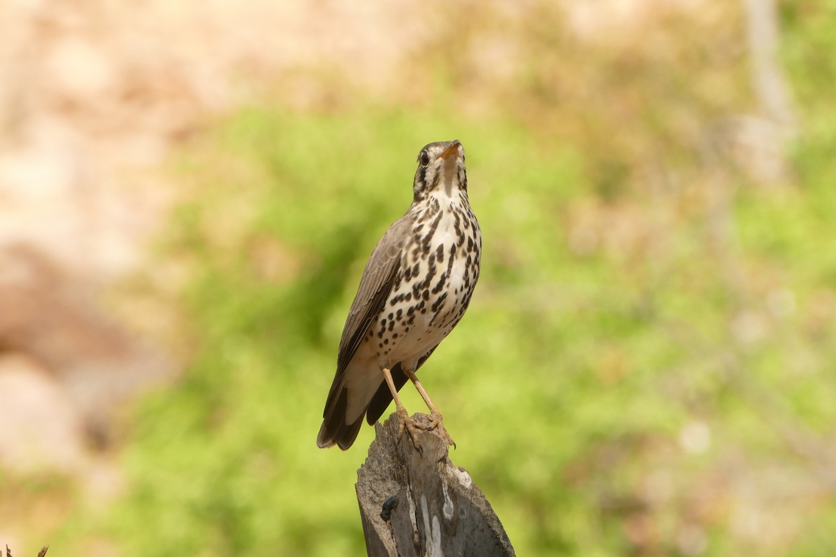 Groundscraper Thrush - ML643548316