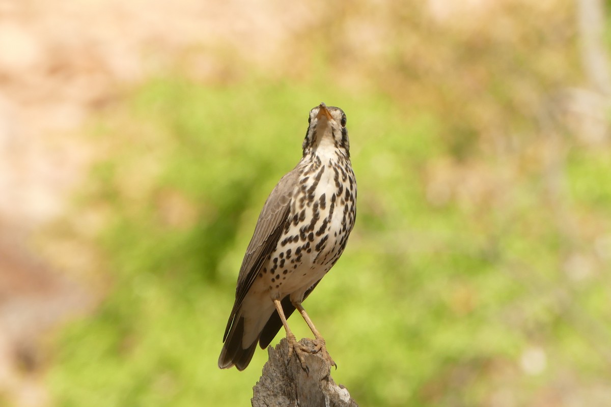 Groundscraper Thrush - ML643548317