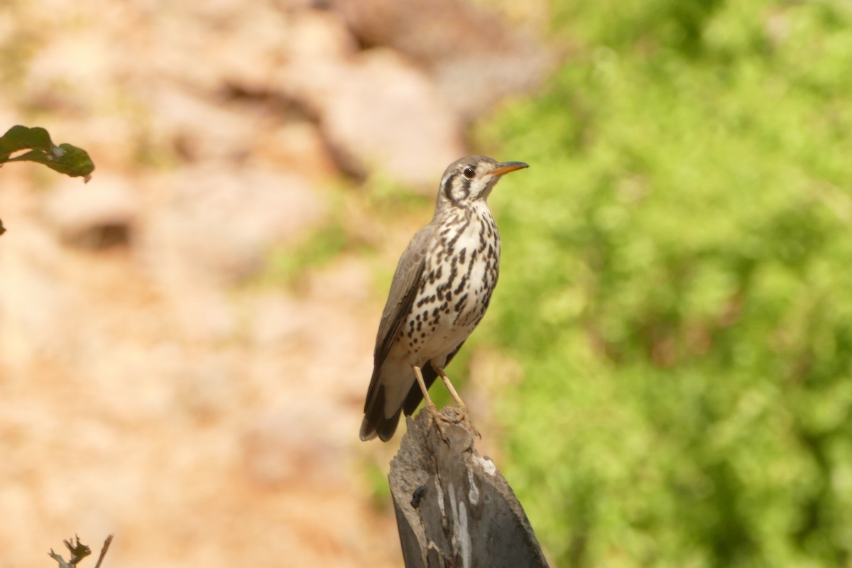 Groundscraper Thrush - ML643548318