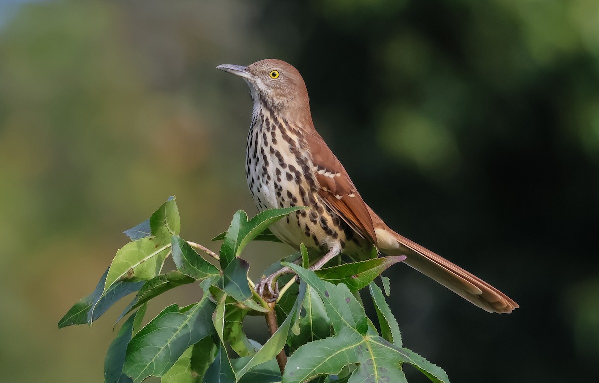 Brown Thrasher - ML643548319