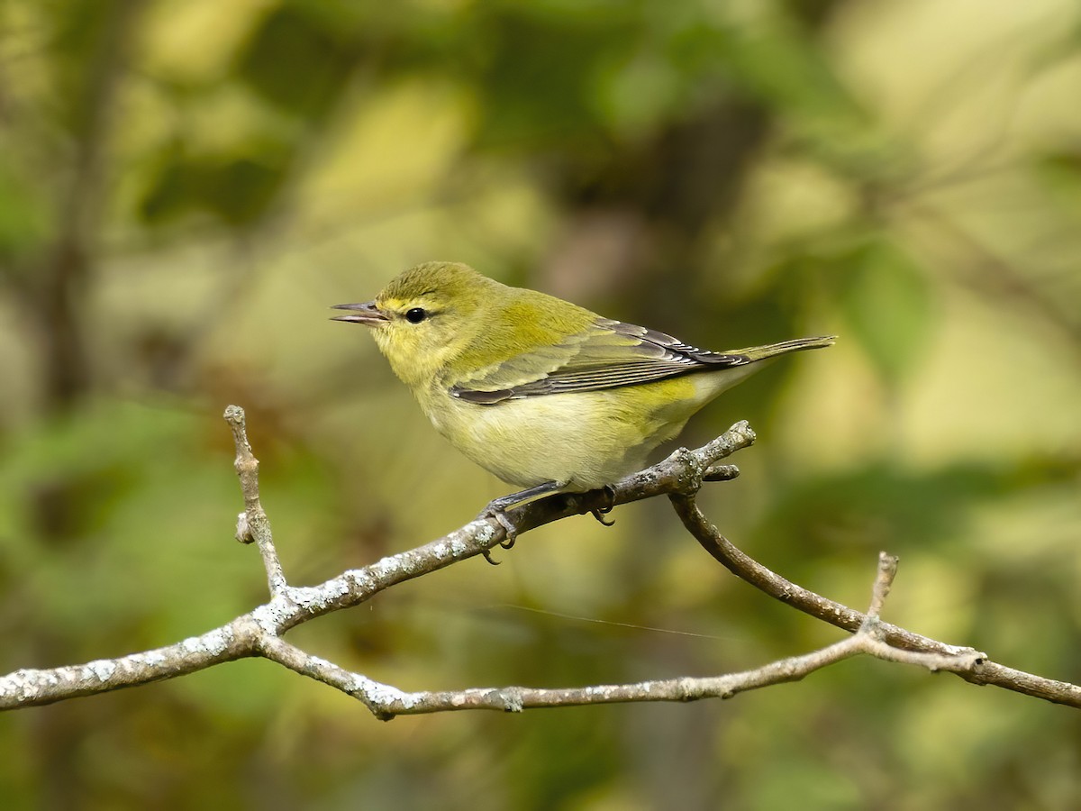 møllparula - ML643548320
