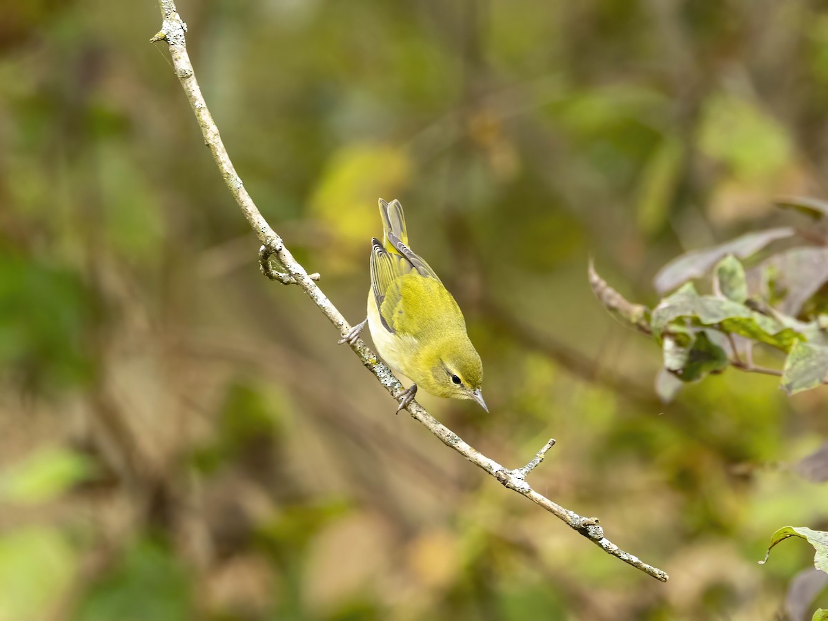 møllparula - ML643548321