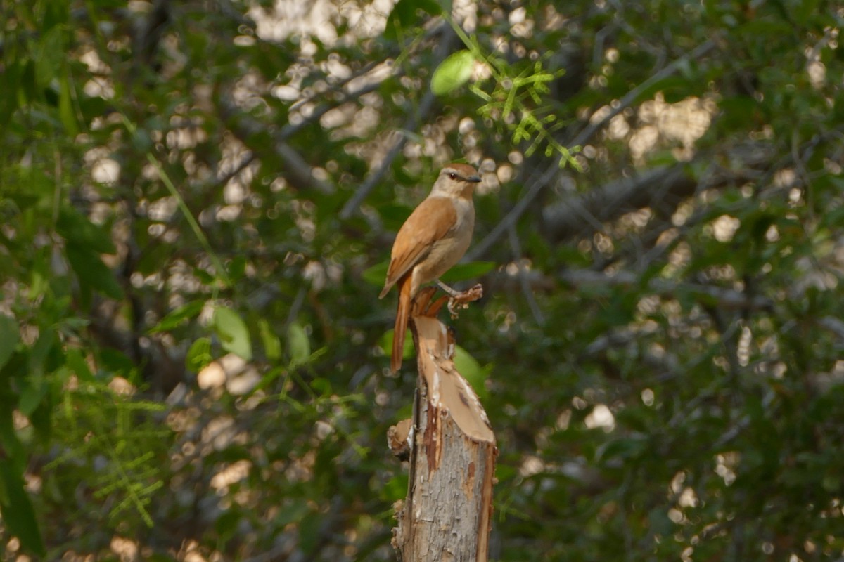Rufous-tailed Palm-Thrush - ML643548331