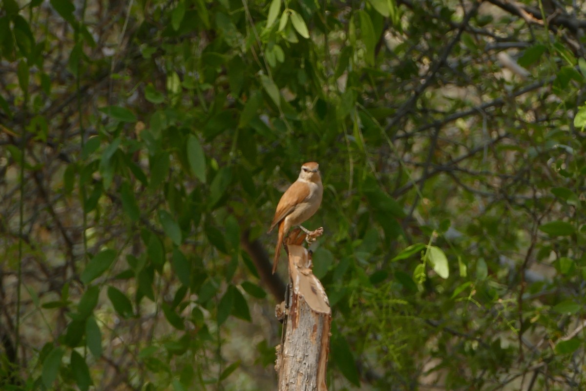 Rufous-tailed Palm-Thrush - ML643548332