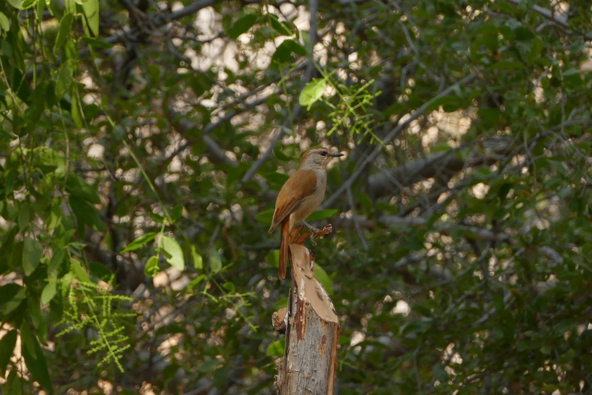 Rufous-tailed Palm-Thrush - ML643548333