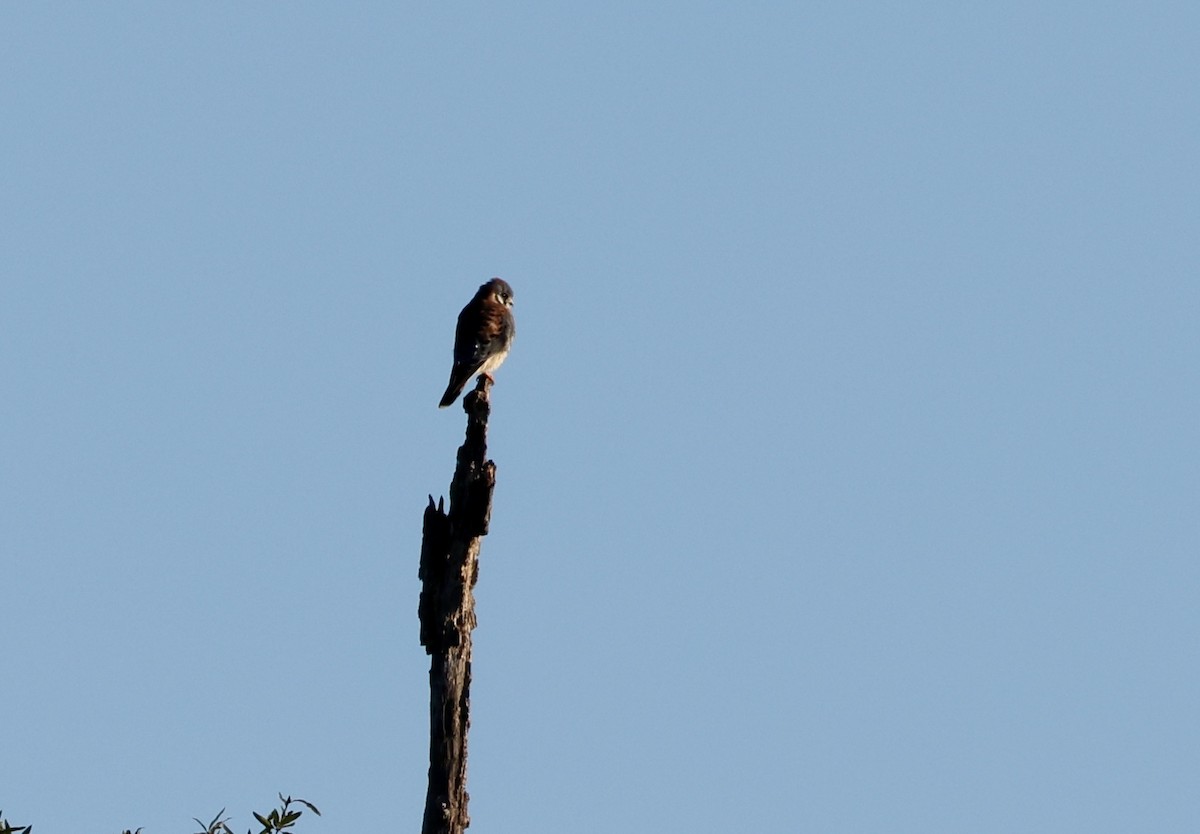 American Kestrel - ML643548368