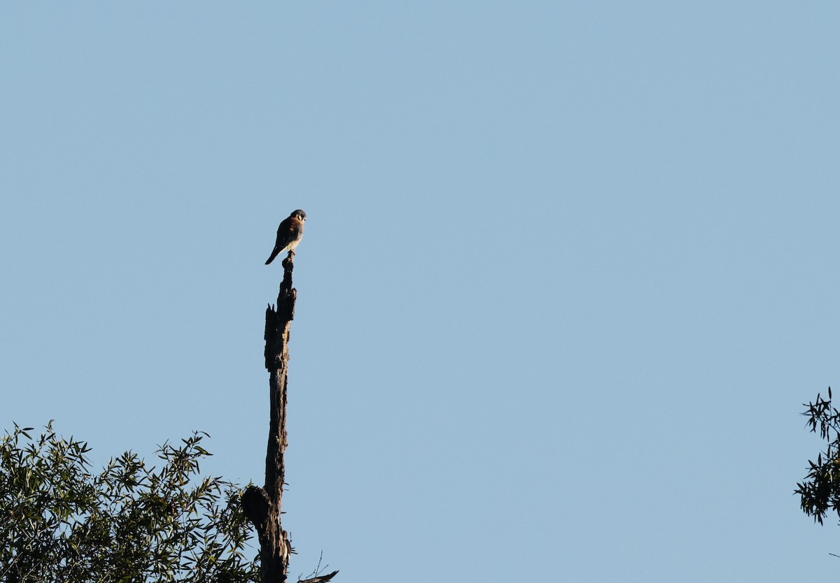 American Kestrel - ML643548369