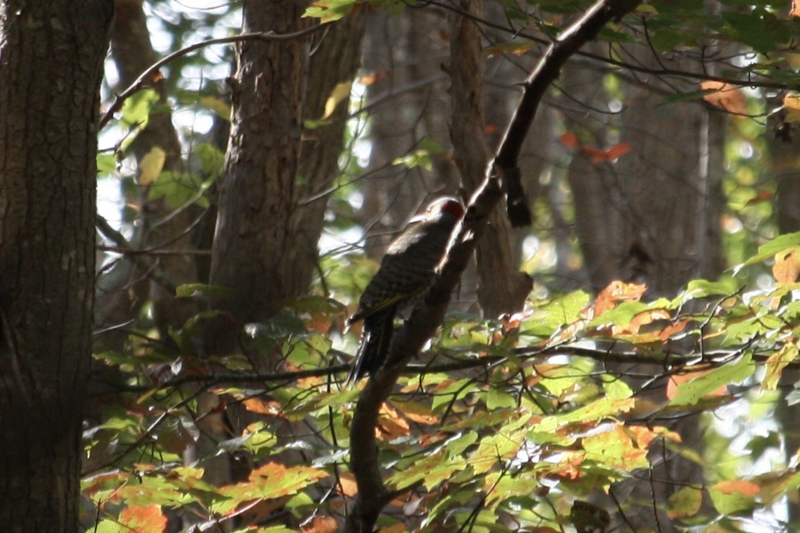 Northern Flicker (Yellow-shafted) - ML643548383