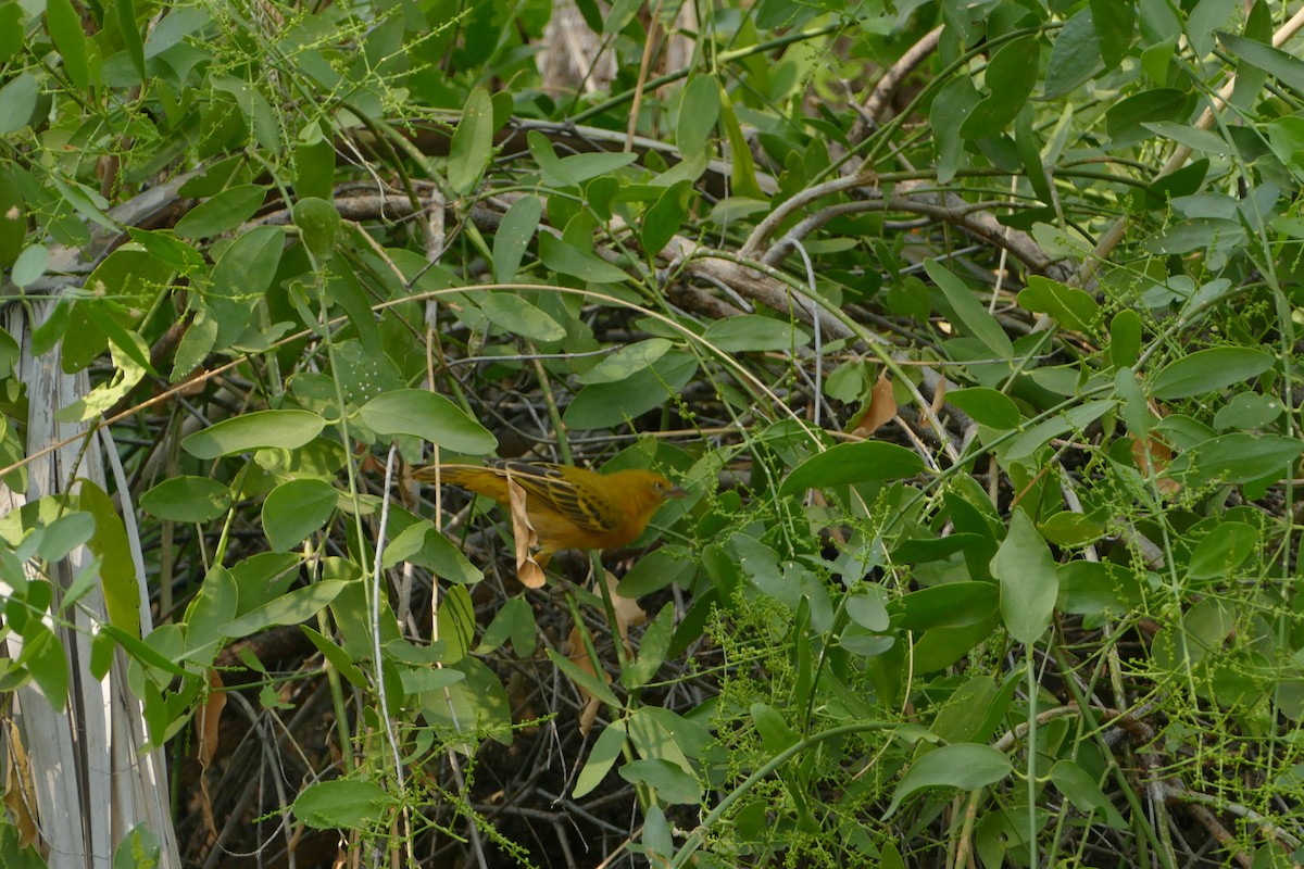 Tisserin intermédiaire - ML643548403