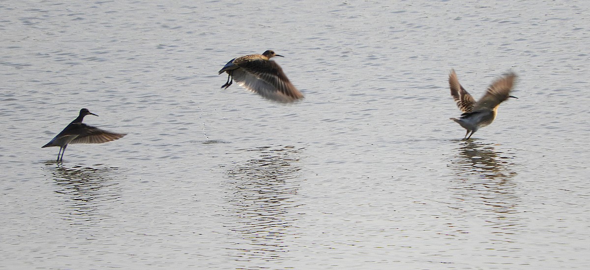 jespák bojovný - ML643548411