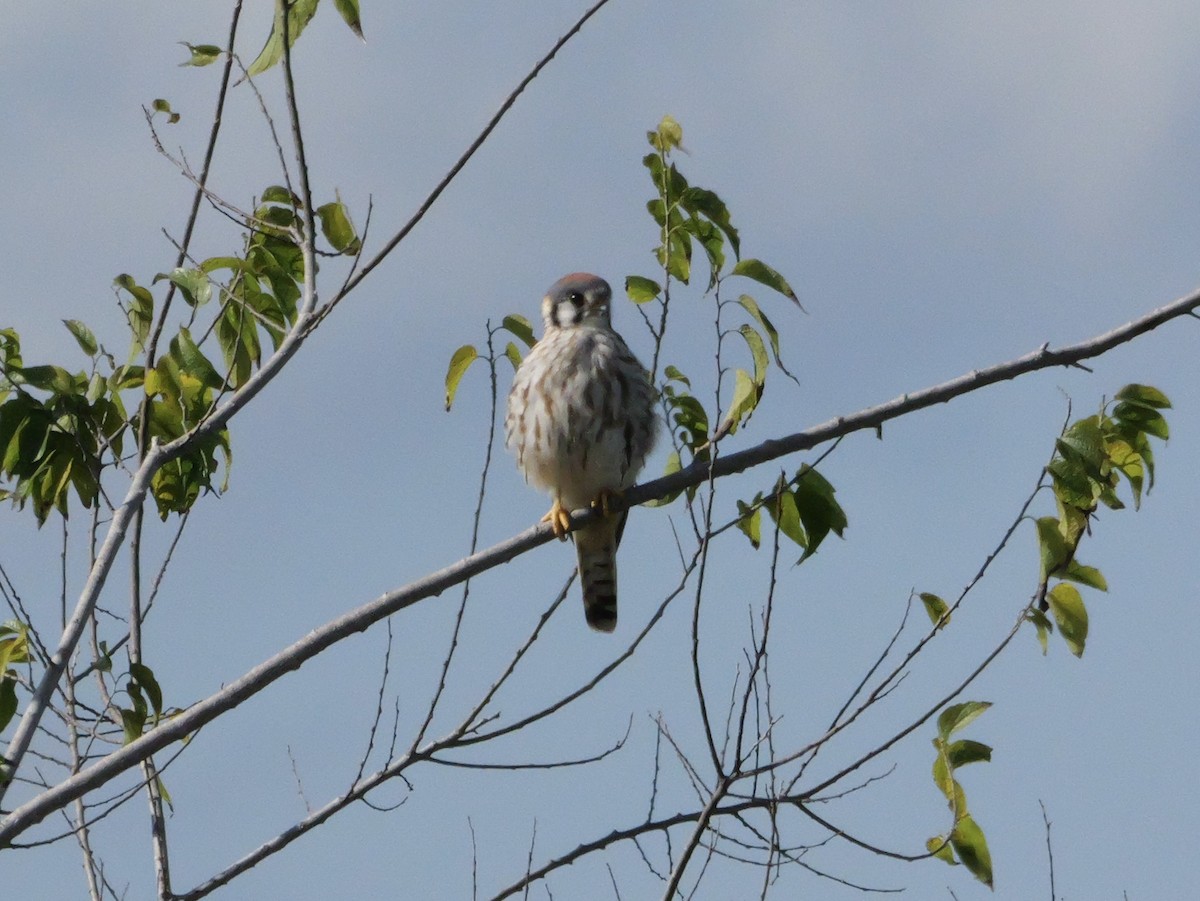 American Kestrel - ML643548428