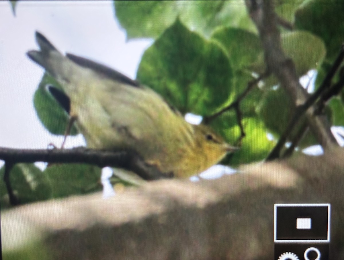Blackpoll Warbler - ML643548447