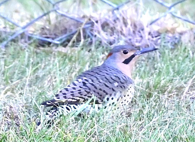 Northern Flicker (Yellow-shafted) - ML643548461
