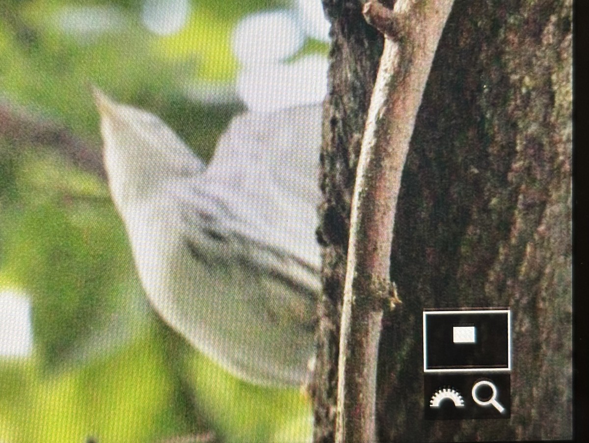 Black-and-white Warbler - ML643548464