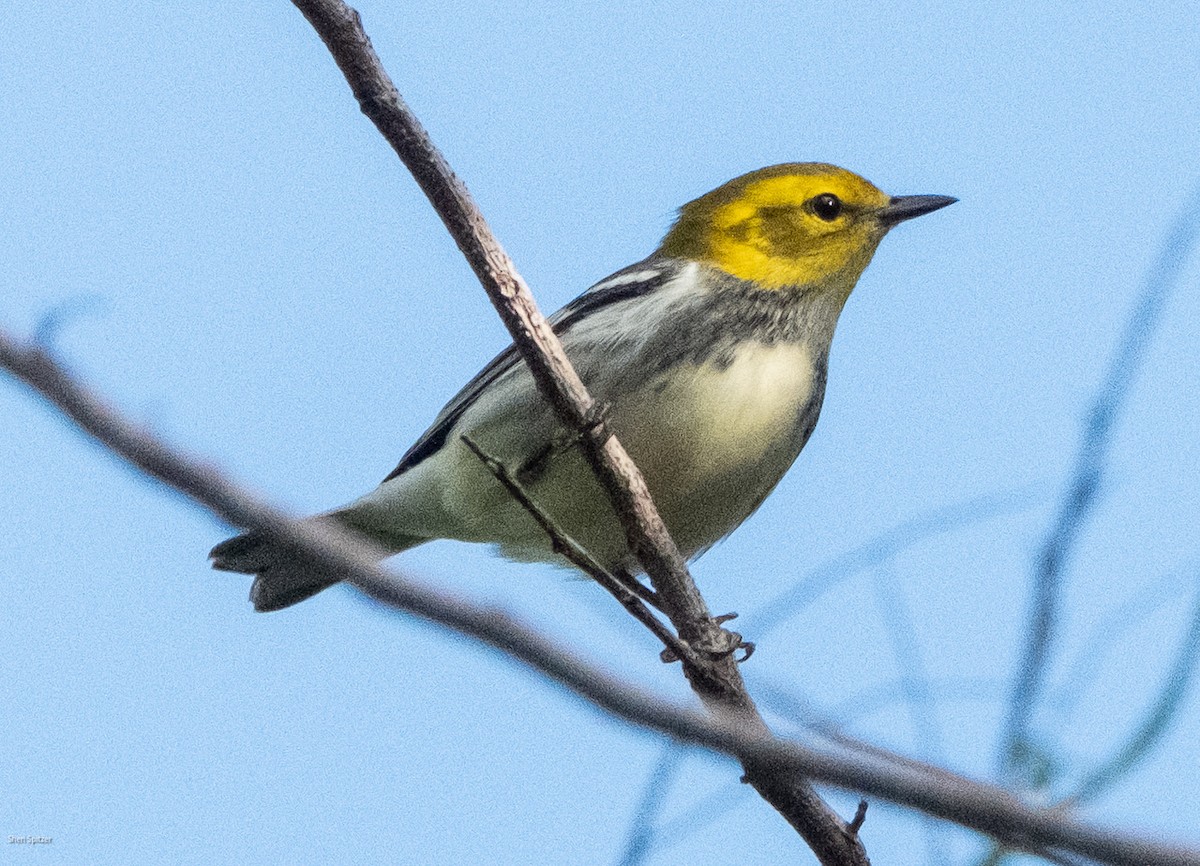 Black-throated Green Warbler - ML643548471