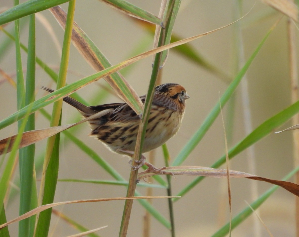 LeConte's Sparrow - ML643548485