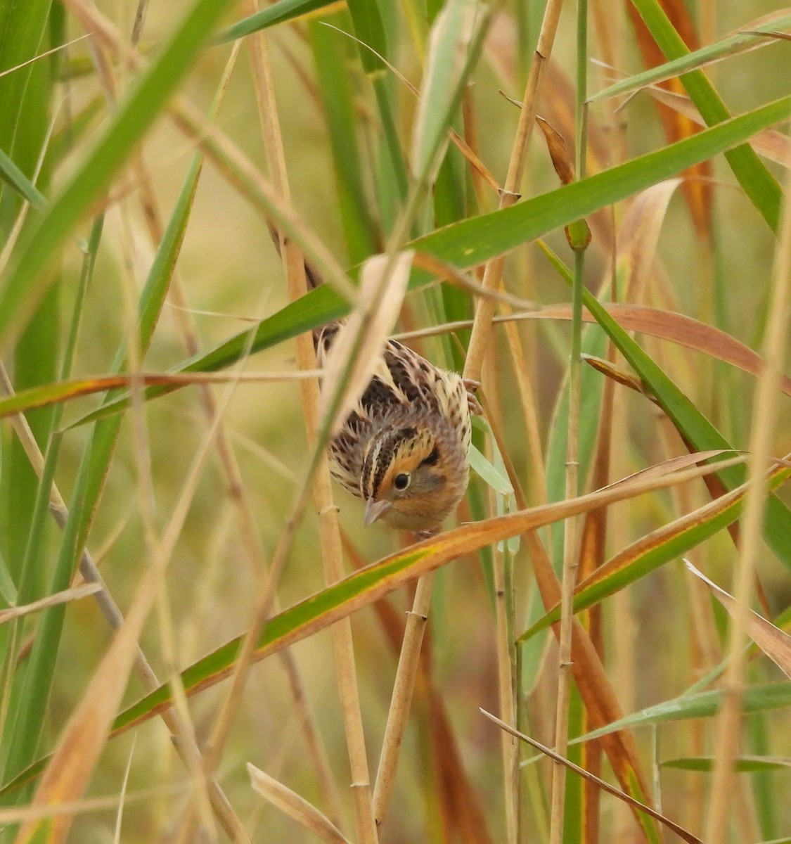 LeConte's Sparrow - ML643548486