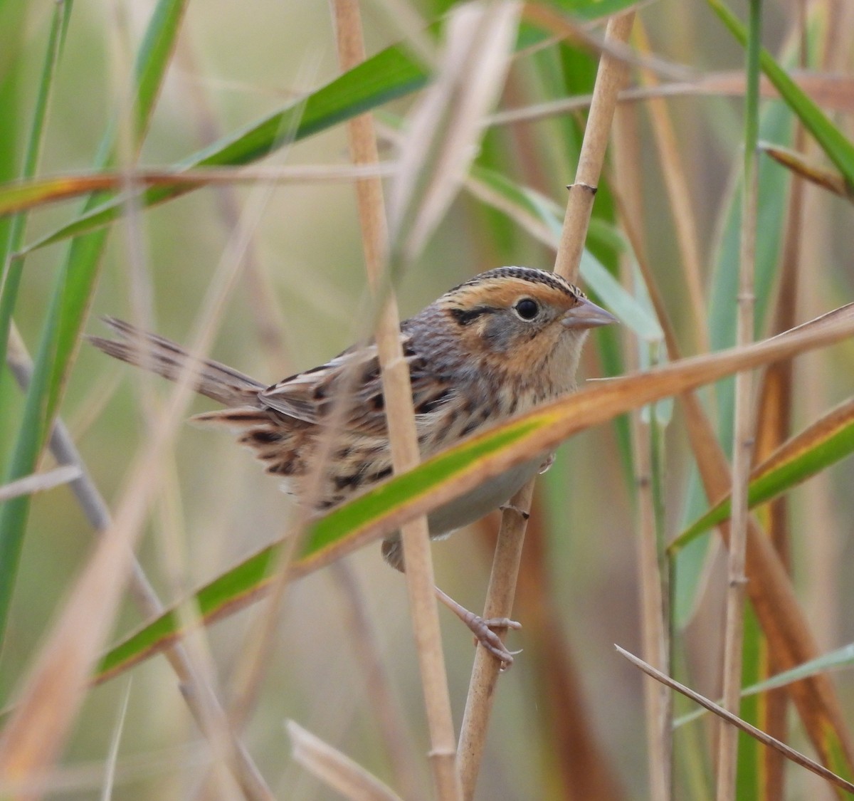 LeConte's Sparrow - ML643548487