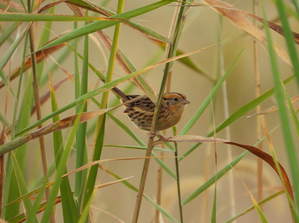 LeConte's Sparrow - ML643548488