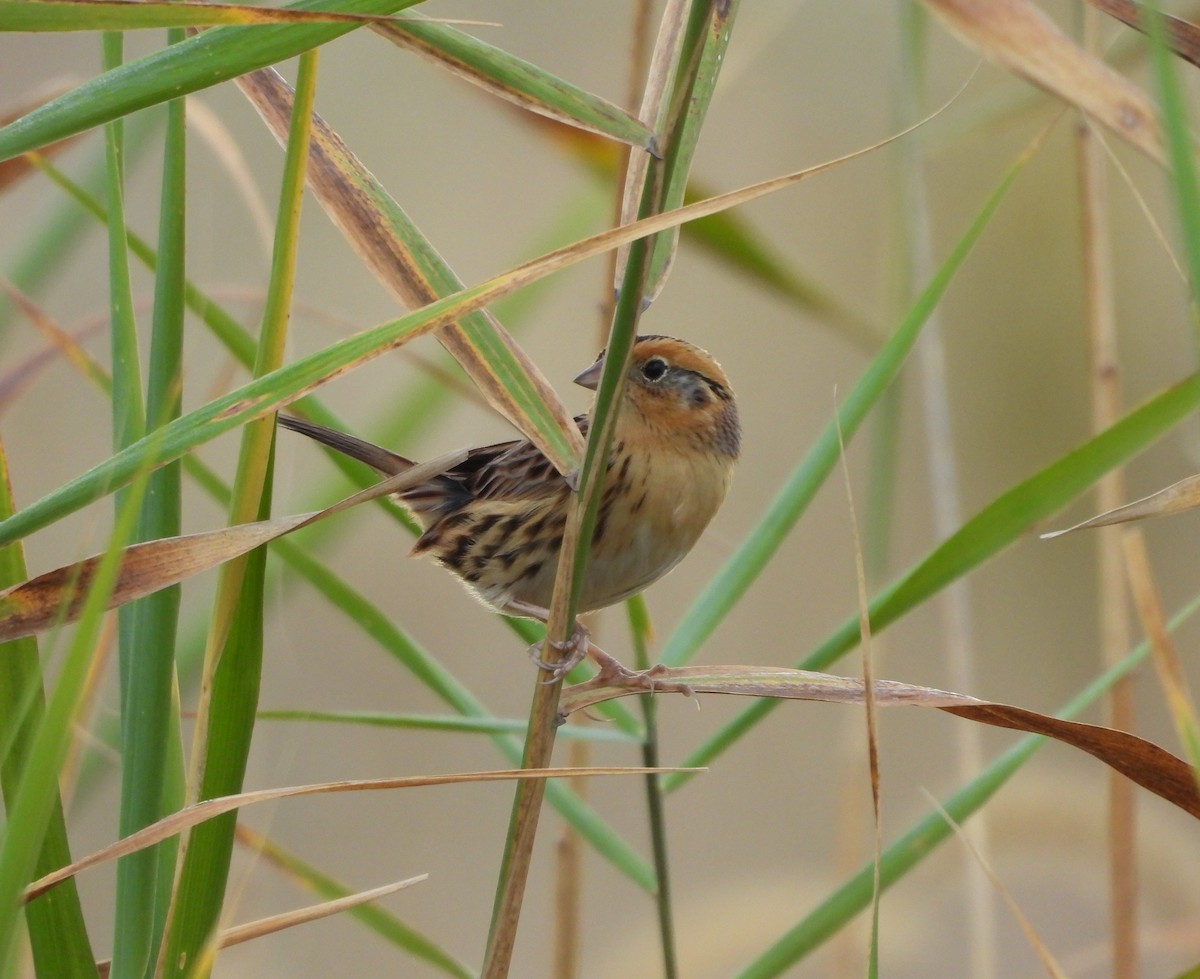 LeConte's Sparrow - ML643548489