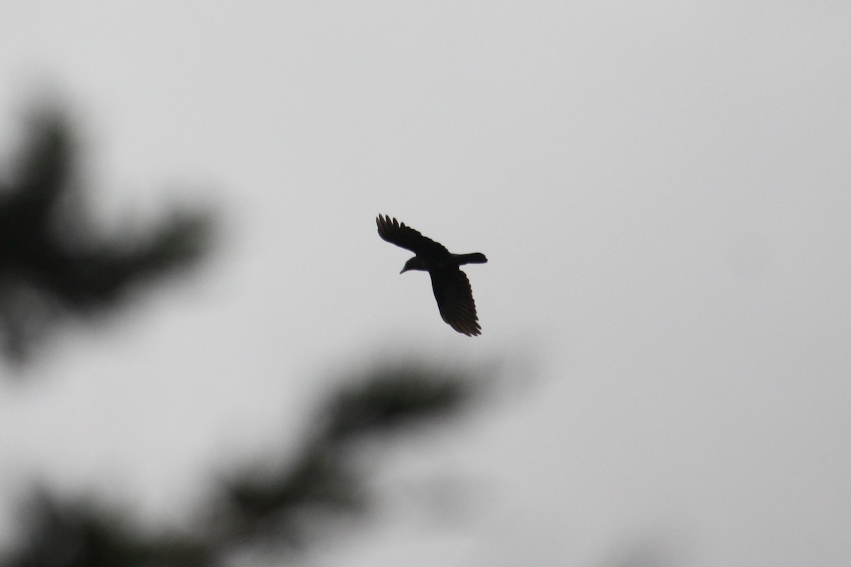 vrána americká - ML643548497