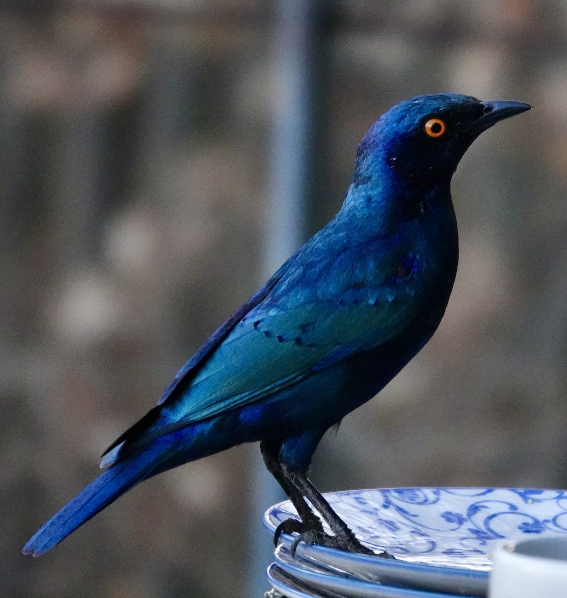 Greater Blue-eared Starling - ML643548525