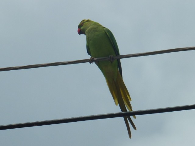 紅領綠鸚鵡 - ML643548529