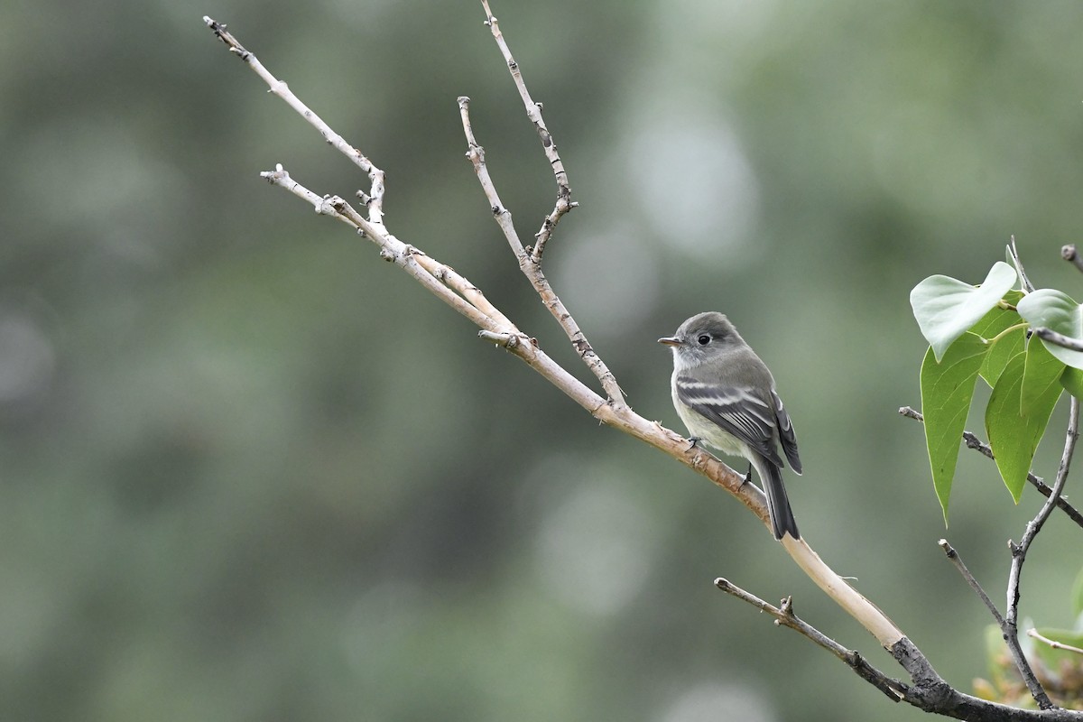 Hammond's Flycatcher - ML643548535