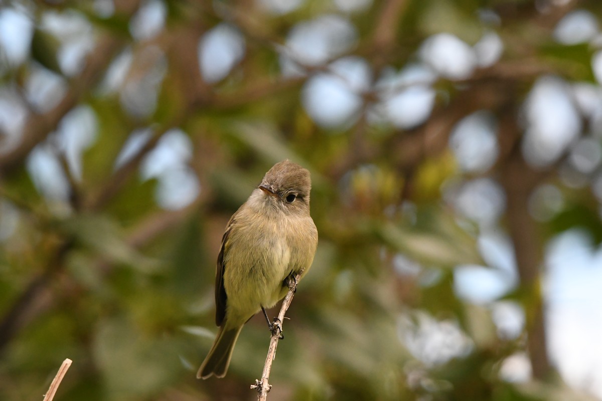 Hammond's Flycatcher - ML643548536