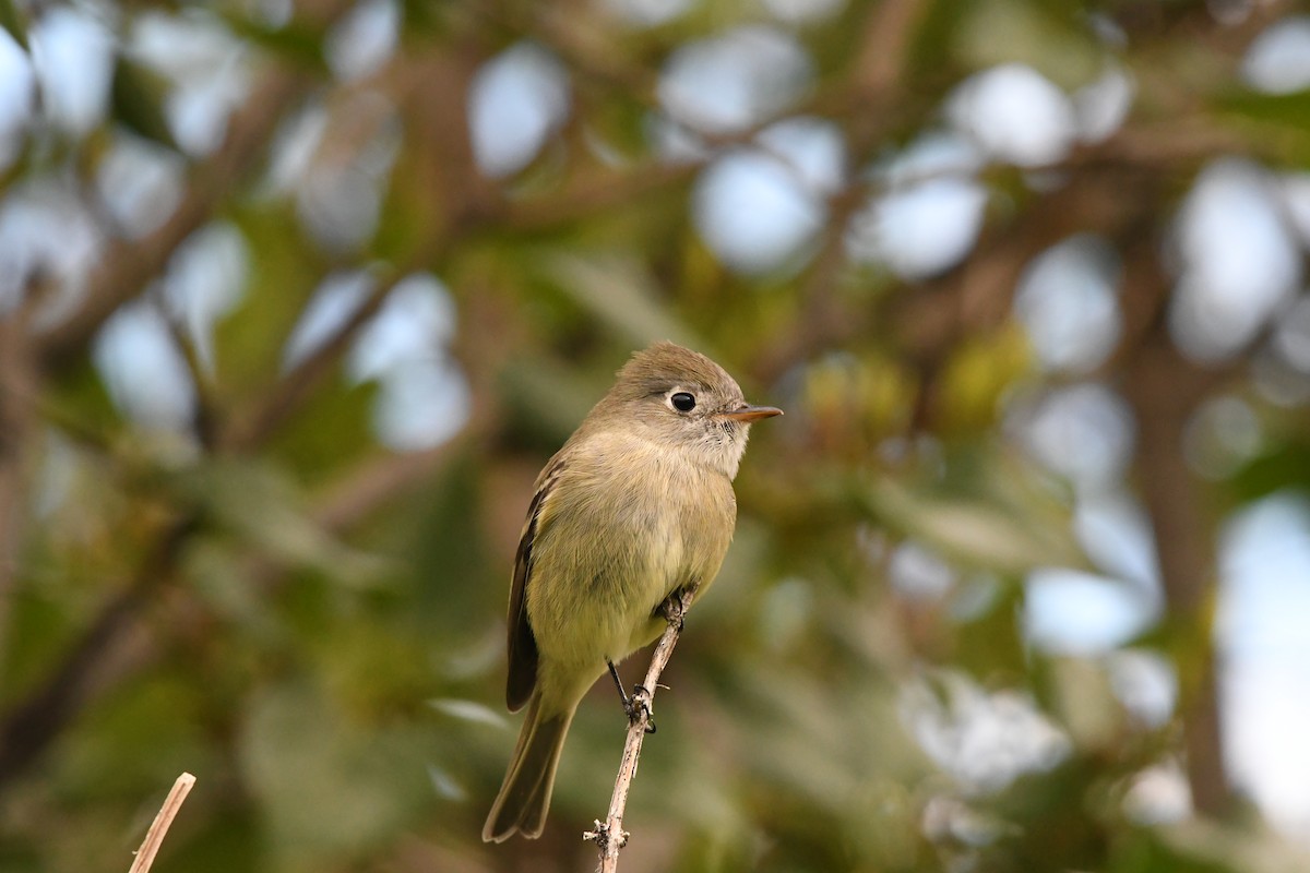 Hammond's Flycatcher - ML643548537