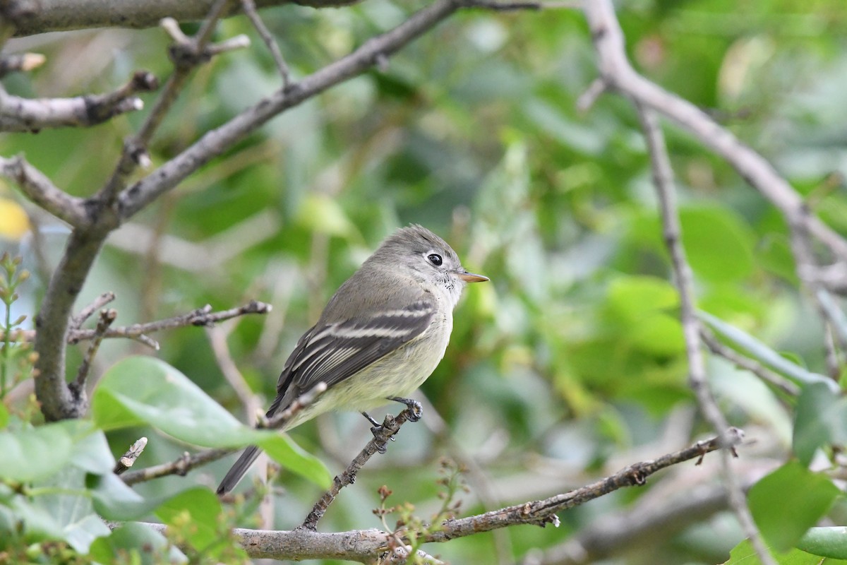 Hammond's Flycatcher - ML643548538