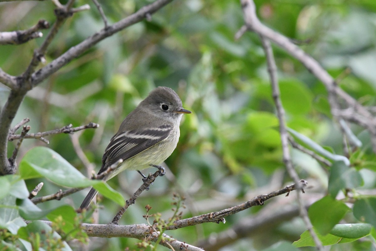 Hammond's Flycatcher - ML643548540
