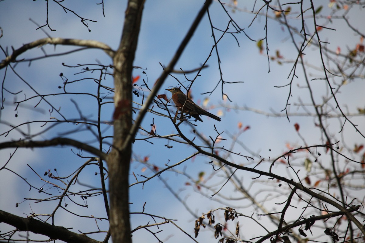 drozd stěhovavý - ML643548542