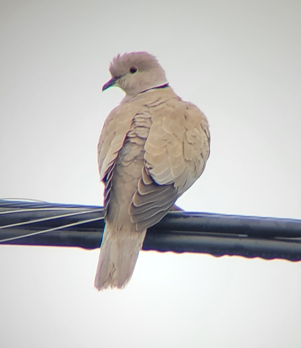 Eurasian Collared-Dove - ML643548545