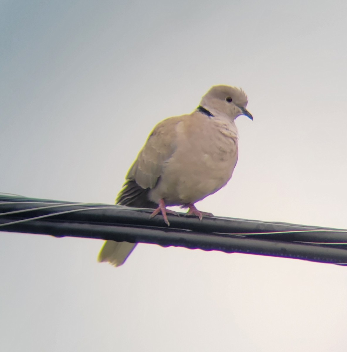Eurasian Collared-Dove - ML643548546