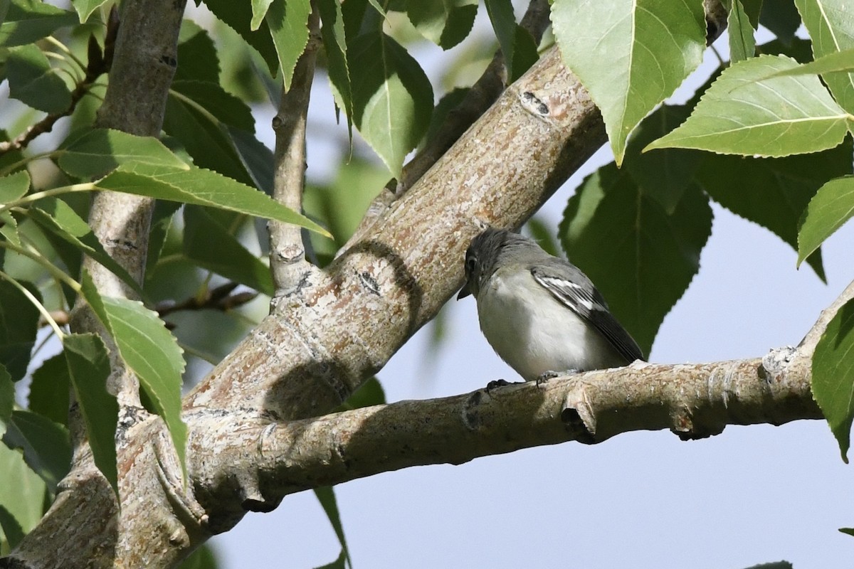Kurşuni Vireo - ML643548562