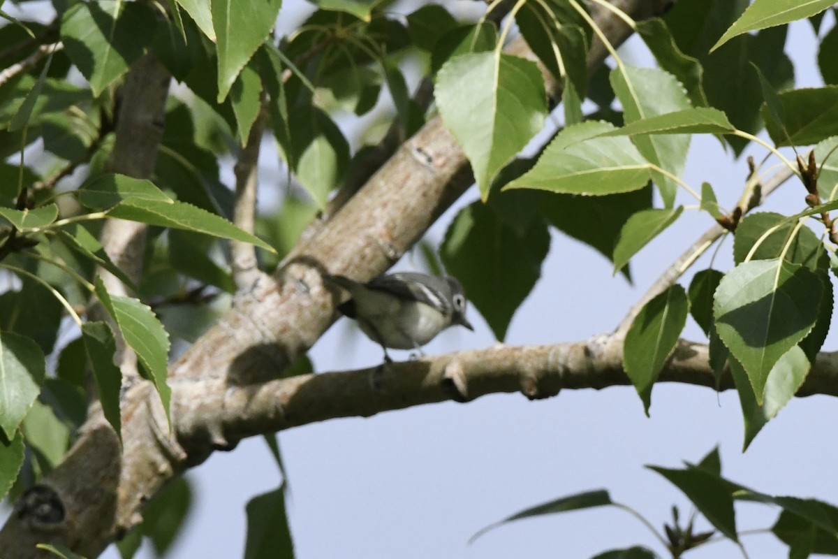 Kurşuni Vireo - ML643548563