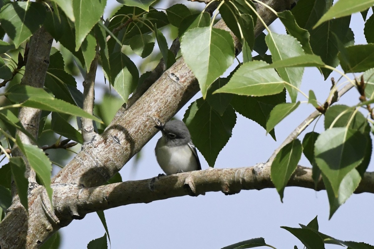 Kurşuni Vireo - ML643548564
