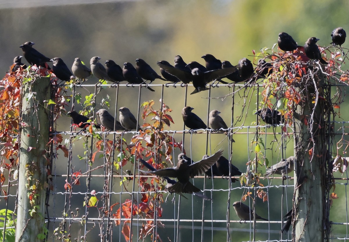 Brown-headed Cowbird - ML643548568