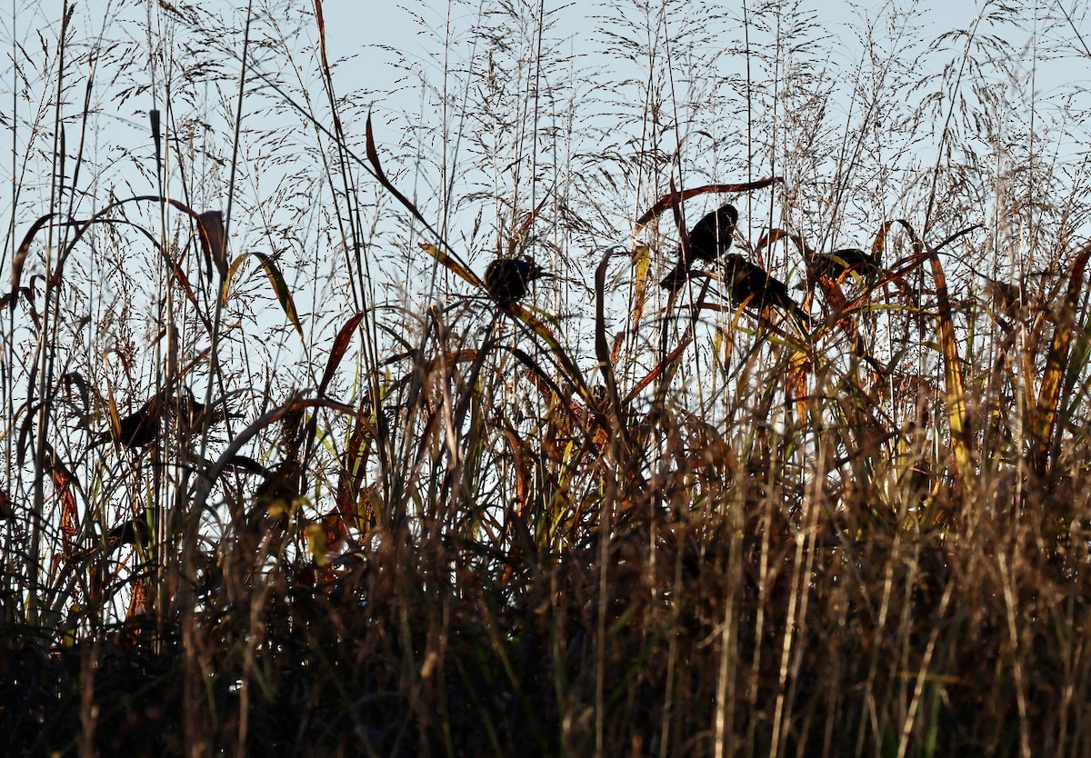 Brown-headed Cowbird - ML643548569