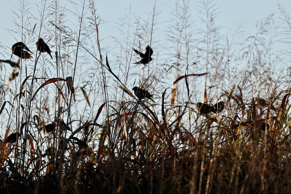 Brown-headed Cowbird - ML643548571