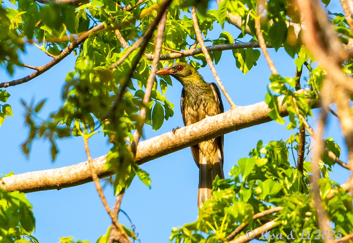 Timor Oriole - ML643548613